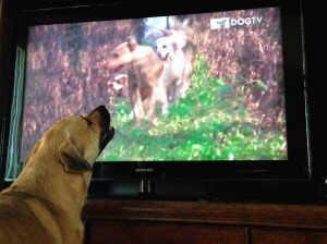 dogtv_watching