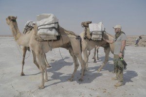 Ed loading salt mined on the Danakil salt flats onto camels, the traditional way